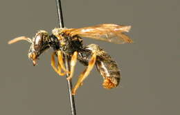 Image of Halictus subauratus (Rossi 1792)