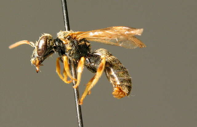 Image of Halictus subauratus (Rossi 1792)