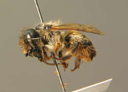 Image of Osmia rufa (Linnaeus 1758)