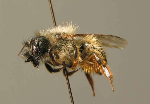 Image of Osmia rufa (Linnaeus 1758)