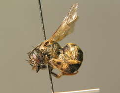 Image of Osmia rufa (Linnaeus 1758)