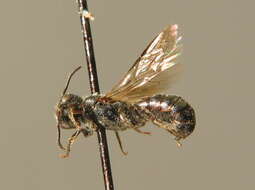 Image of Carpenter bee