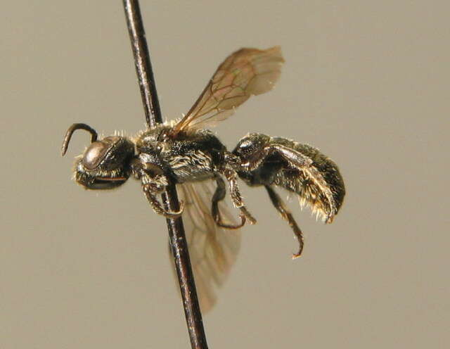 Image of Carpenter bee