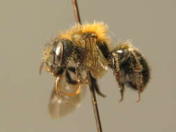 Image of Western mason bee