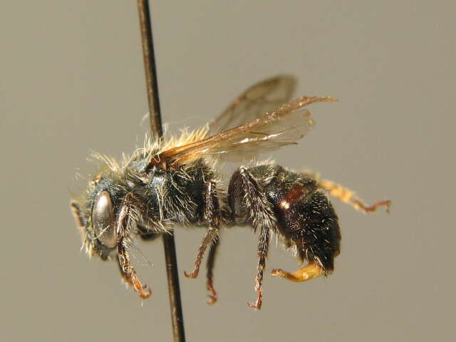 Image of Western mason bee