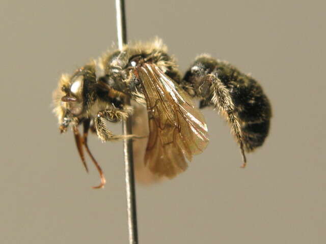 Image of Bee