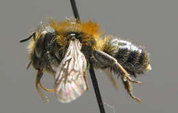 Image of Western mason bee