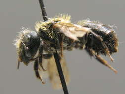 Image of Osmia uncinata Gerstäcker 1869