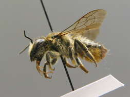 Megachile ligniseca (Kirby 1802) resmi