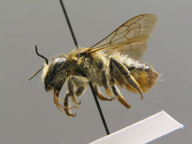 Megachile ligniseca (Kirby 1802) resmi