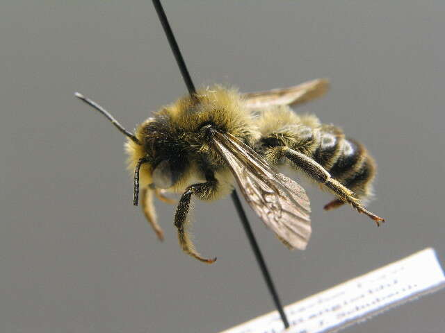 Megachile ligniseca (Kirby 1802) resmi