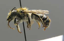 Megachile ligniseca (Kirby 1802) resmi