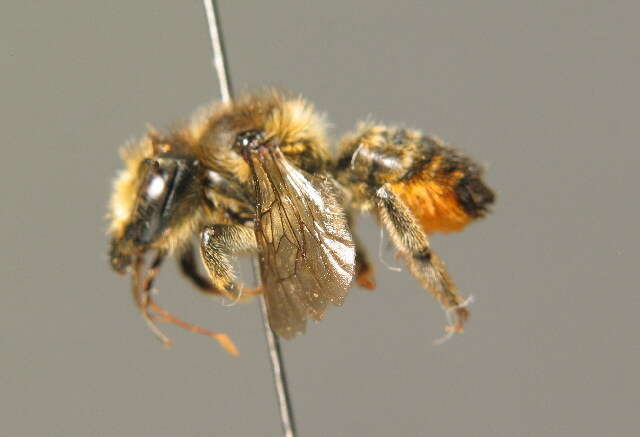 Megachile versicolor Smith 1844的圖片