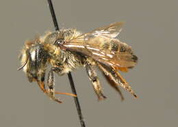 Megachile versicolor Smith 1844的圖片