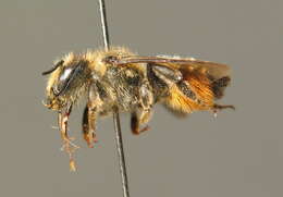 Megachile versicolor Smith 1844的圖片