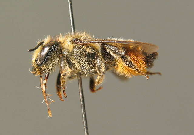 Image de Megachile versicolor Smith 1844