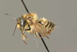 Megachile versicolor Smith 1844的圖片