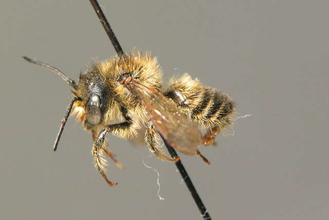 Megachile versicolor Smith 1844的圖片