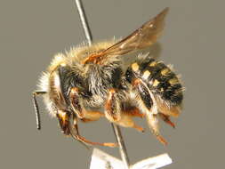 Image of white-dotted wool-carder bee