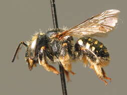 Image of white-dotted wool-carder bee