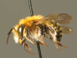 Image of white-dotted wool-carder bee