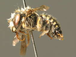 Image of white-dotted wool-carder bee