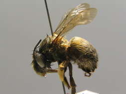 Image de Anthophora plumipes (Pallas 1772)