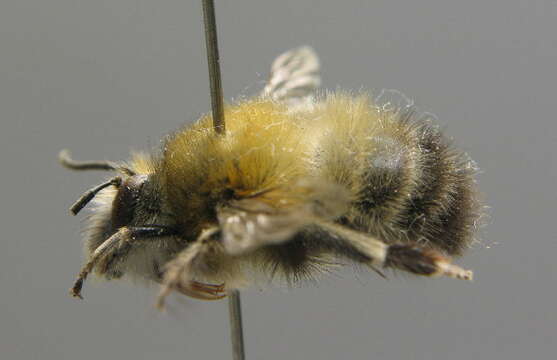 Image of Anthophora plumipes (Pallas 1772)