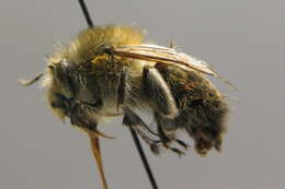 Image de Anthophora plumipes (Pallas 1772)