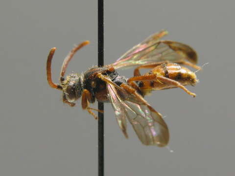 Image of Nomada panzeri Lepeletier 1841