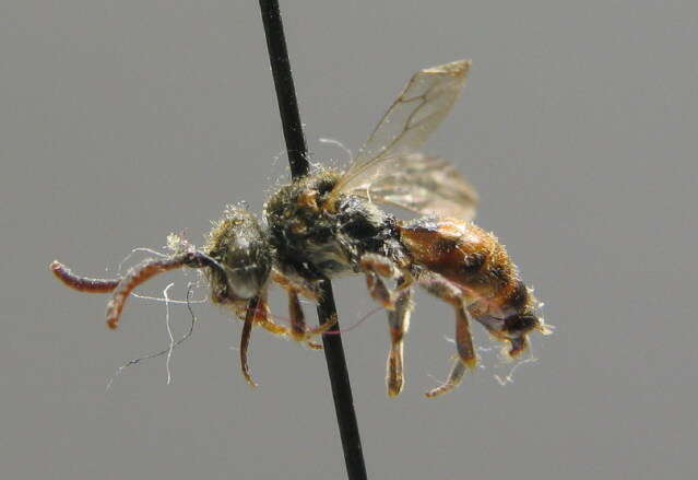 Imagem de Nomada atroscutellaris Strand 1921