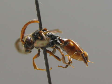 Image of Nomada conjungens Herrich-Schäffer 1839