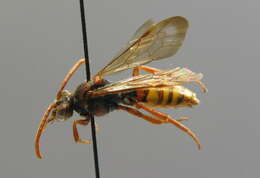 Image of Nomada flava Panzer 1798