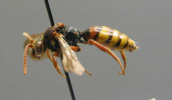 Image of Nomada flava Panzer 1798