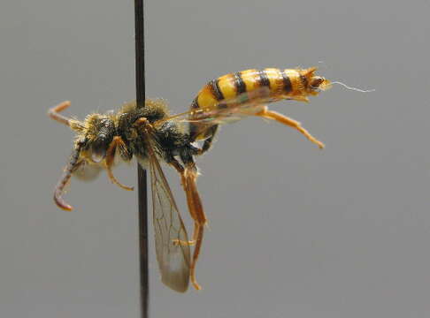 Image of Nomada flava Panzer 1798