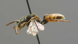 Image of Nomada flavoguttata (Kirby 1802)