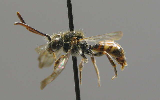 Image of Nomada flavoguttata (Kirby 1802)