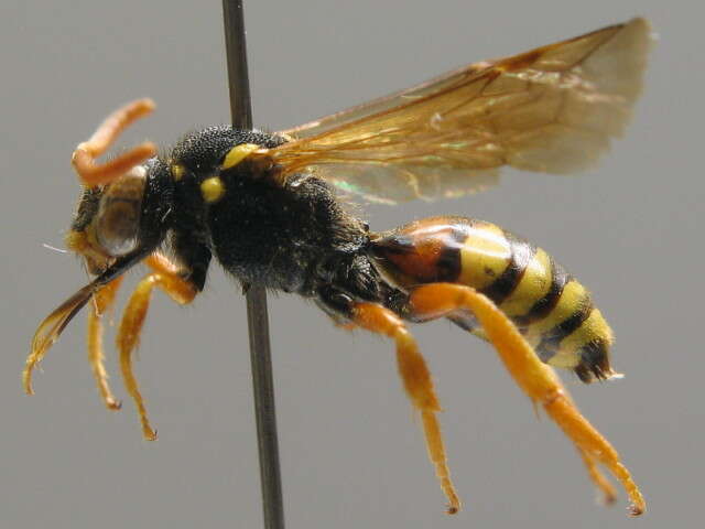 Image of Nomada fucata Panzer 1798