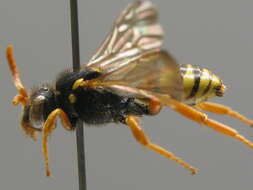 Image of Nomada fucata Panzer 1798