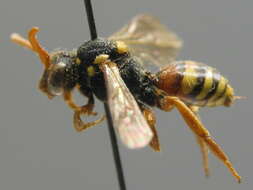 Image of Nomada fucata Panzer 1798