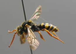 Image of Nomada fulvicornis Fabricius 1793