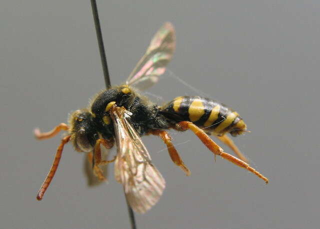 Image of Nomada fulvicornis Fabricius 1793