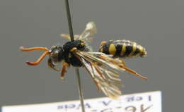 Image of Nomada fulvicornis Fabricius 1793