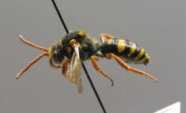 Image of Nomada fulvicornis Fabricius 1793