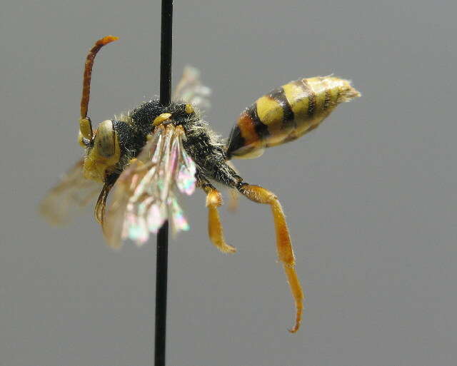 Image of Nomada lathburiana (Kirby 1802)