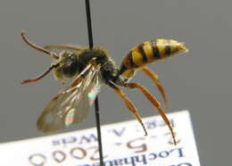 Image of Nomada flava Panzer 1798