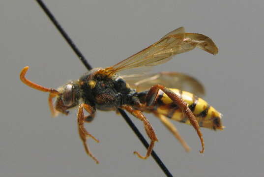 Image of Nomada signata Jurine 1807