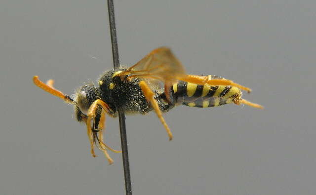 Image of Nomada succincta Panzer 1798