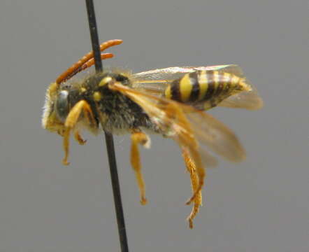 Image of Nomada succincta Panzer 1798