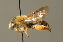 Image of Eucera longicornis (Linnaeus 1758)